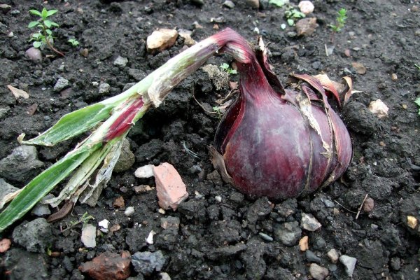 Kraken onion зеркала 2024